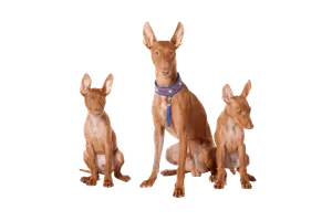 Cirneco-dellEtna-2