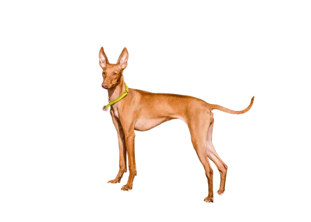 Cirneco-dellEtna-3