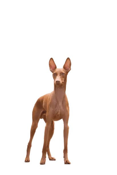 Cirneco-dellEtna-4