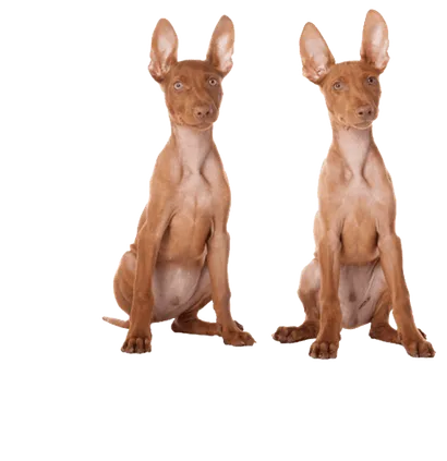 Cirneco-dellEtna-6
