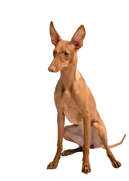Cirneco-dellEtna-5
