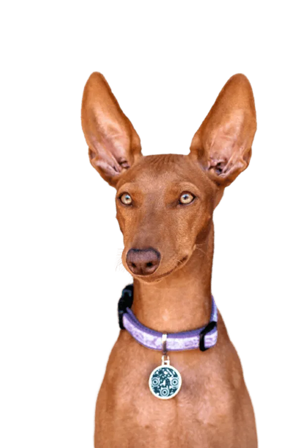 Cirneco dell’Etna Bild