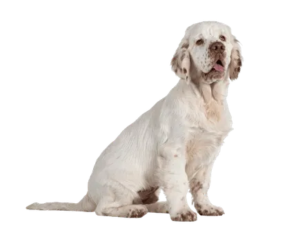 Clumber Spaniel sitting and smiling at the camera