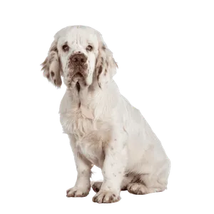 Clumber Spaniel