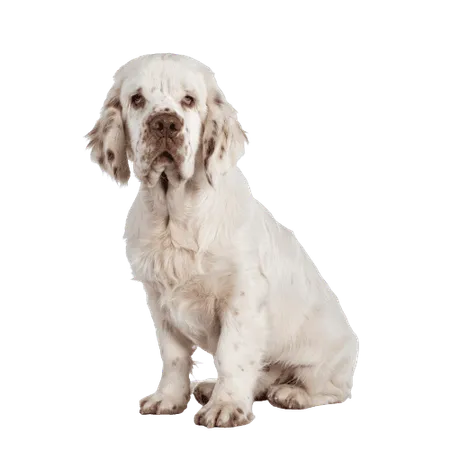 Bild für Clumber Spaniel
