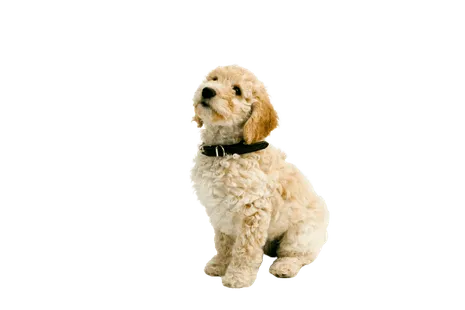 Cockapoo Puppy
