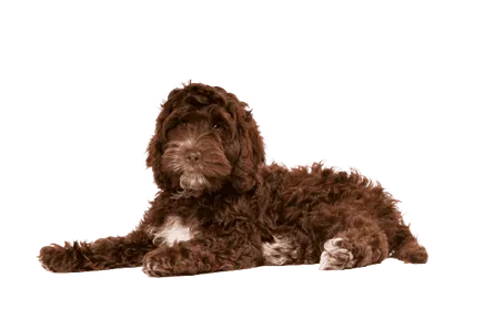 Cockapoo 3