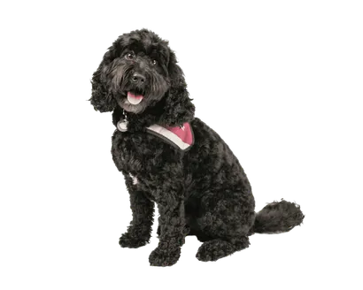 Cockapoo (6)