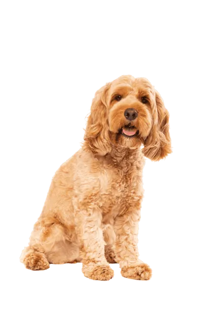 Cockapoo 5