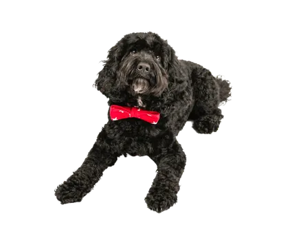 Cockapoo (4)