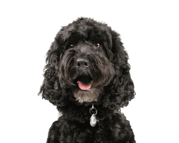 Cockapoo Bild