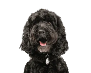 Cockapoo
