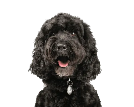 Bild für Cockapoo