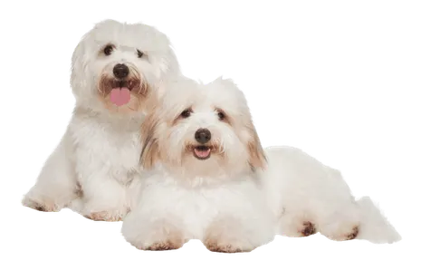 Coton-de-Tulear-1