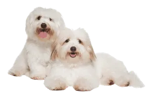 Coton-de-Tulear-1