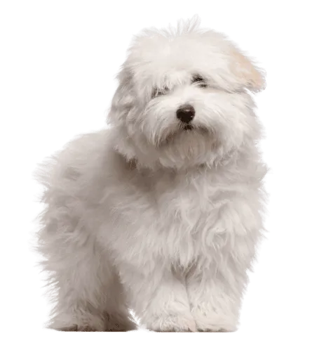 Coton-de-Tulear-2