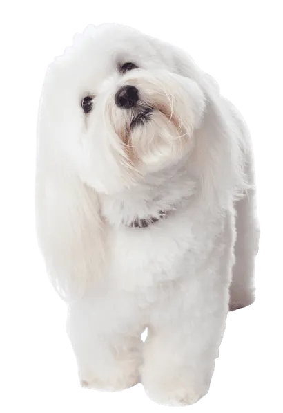 Coton-de-Tulear-3
