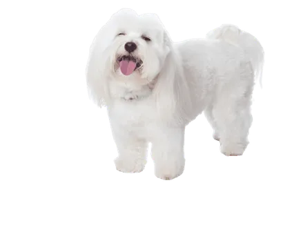 Coton-de-Tulear-6