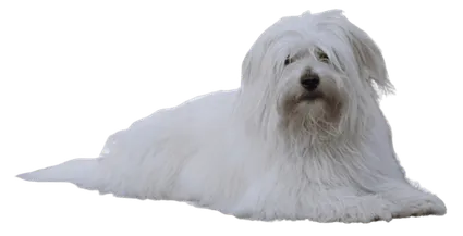 Coton-de-Tulear-7