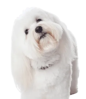 Coton de Tulear