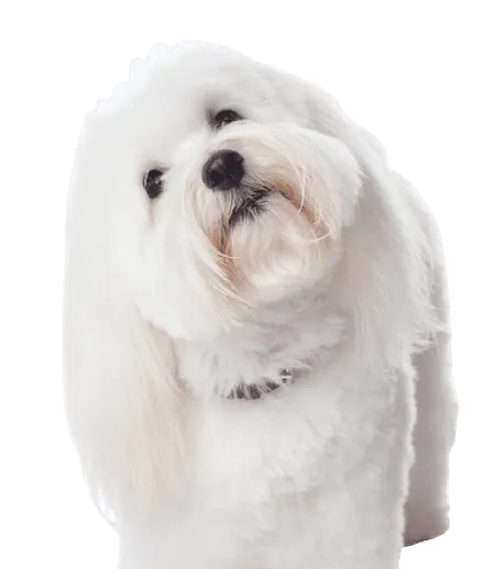 Bild für Coton de Tulear