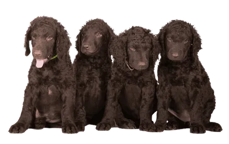 Curly-Coated-Retriever-6-1