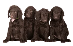 Curly-Coated-Retriever-6-1