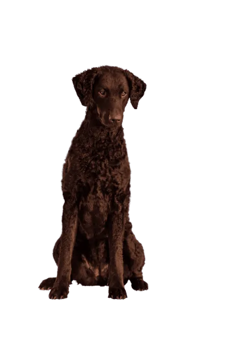 Curly-Coated-Retriever-5