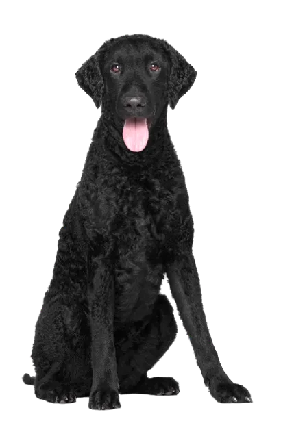 Curly-Coated-Retriever-4