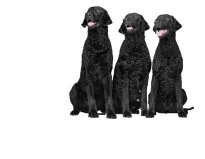 Curly-Coated-Retriever-2