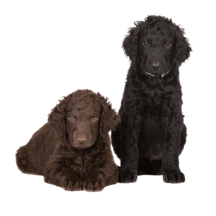 Curly-Coated-Retriever-3