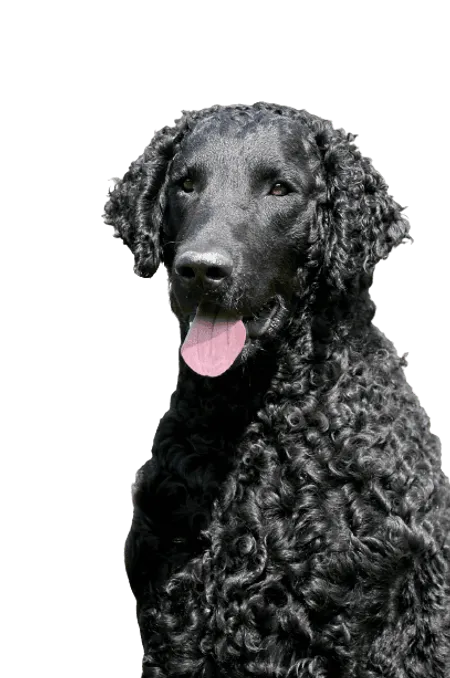 Bild für Curly-Coated Retriever