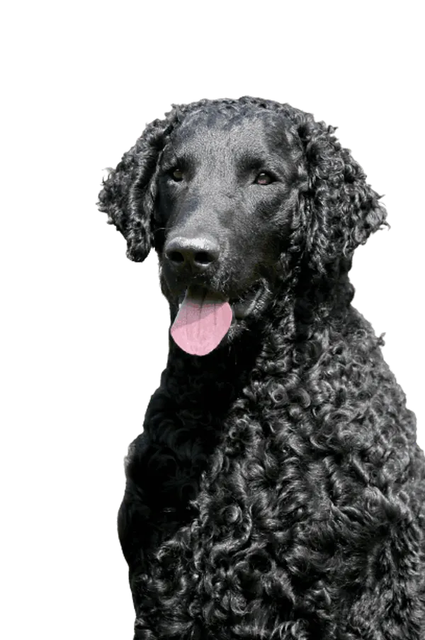 Curly-Coated Retriever Bild