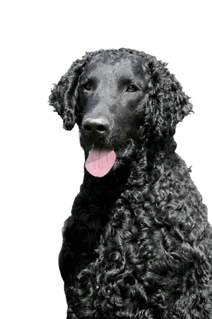 Curly-Coated Retriever