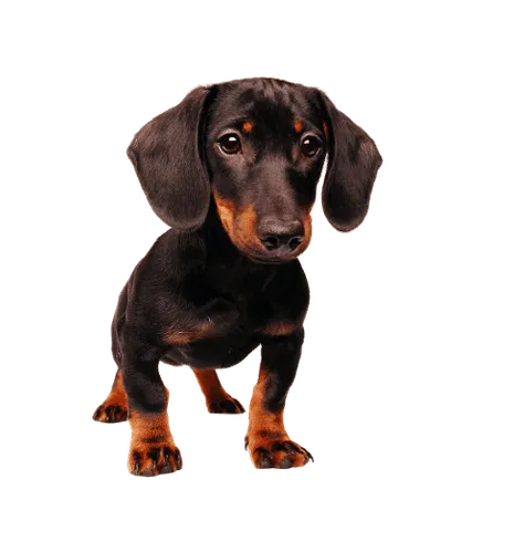 Dachshund 2