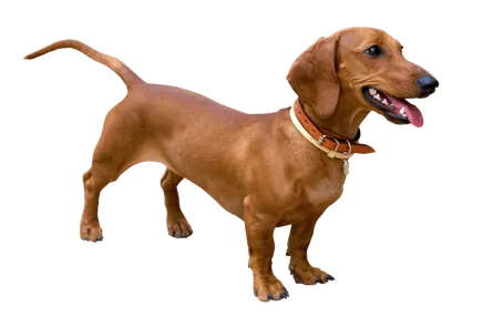 Dachshund 3