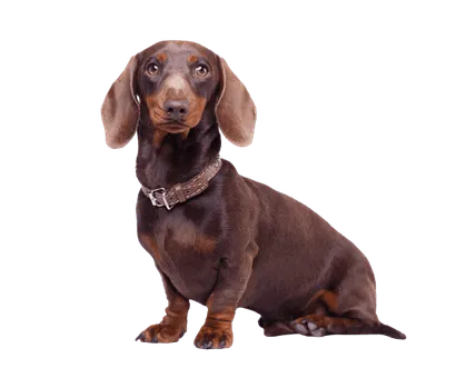 Dachshund 4