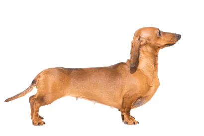 Dachshund 5