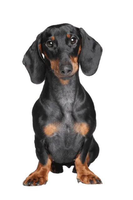 Dachshund 1
