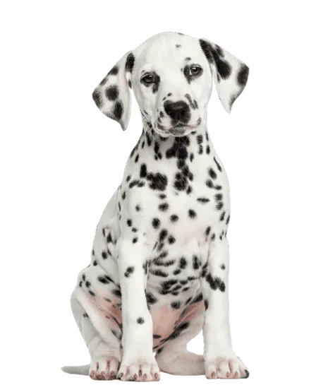 Dalmatiner Puppy