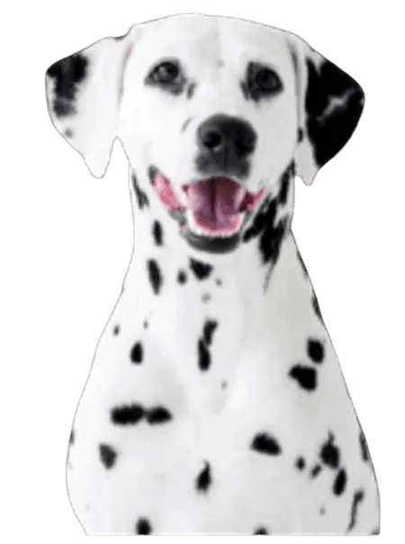 Bild für Dalmatiner