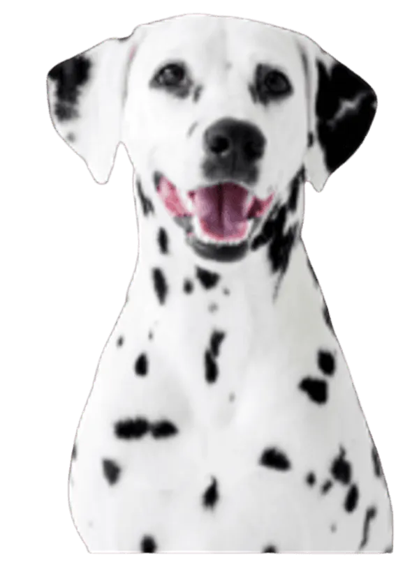 Dalmatiner Bild
