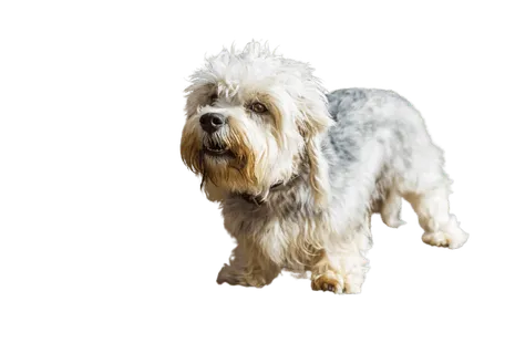 Dandie-Dinmont-Terrier-4