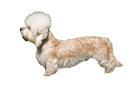 Dandie-Dinmont-Terrier-3