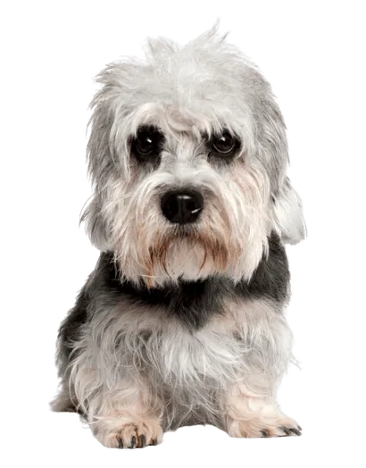 Dandie-Dinmont-Terrier-6