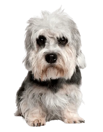 Dandie-Dinmont-Terrier-6