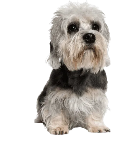 Dandie-Dinmont-Terrier-2
