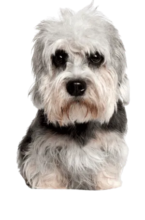 Dandie-Dinmont-Terrier-1