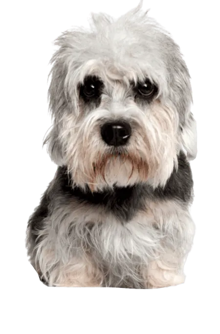 Dandie-Dinmont-Terrier-1
