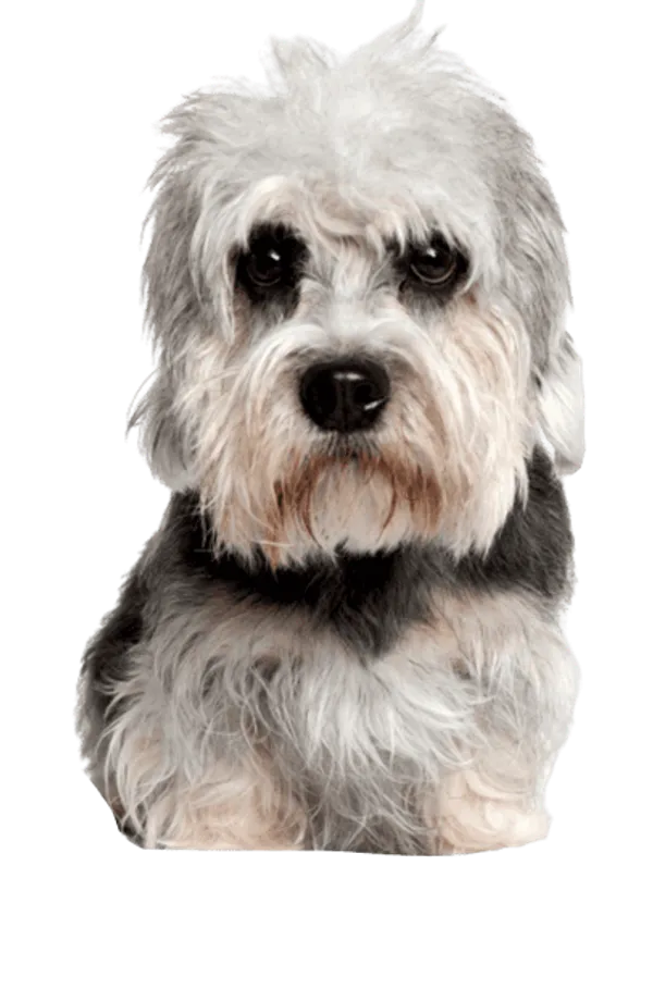 Dandie-Dinmont-Terrier-1